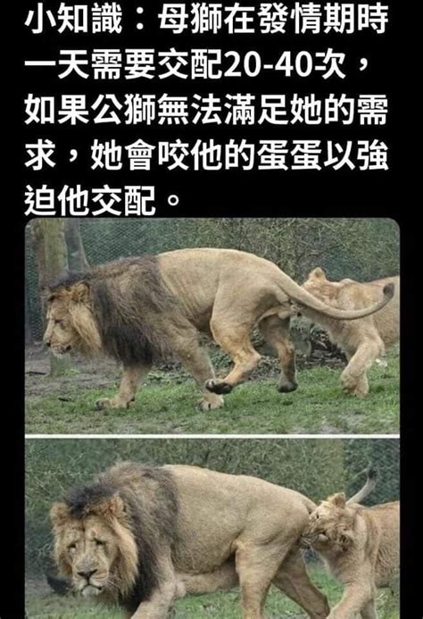 獅子梗圖 綠色的花有哪些